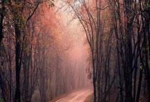 王思聪天涯论坛热聊记